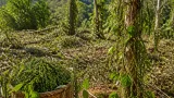 À Madagascar, le poivre Voatsiperifery fragilisé par la disparition des forêts