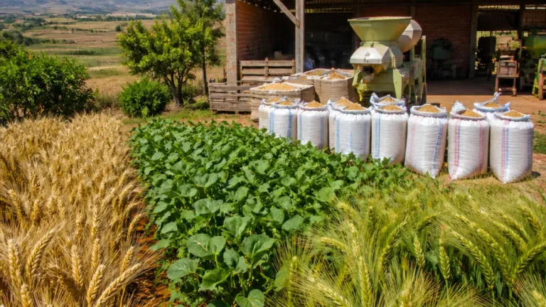 Blé, soja et orge : le potentiel encore inexploité des cultures de contre-saison