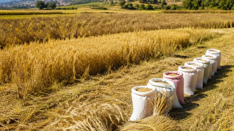 À Ambano, le recul de l’orge inquiète les producteurs du Vakinankaratra